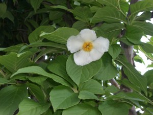 儚いナツツバキ
