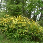 山中湖近辺のヤマブキ（ピンぼけ？）