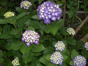庭に咲いた紫陽花