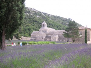 プロヴァンスのラヴェンダー畑<p><p><p>