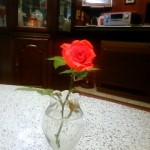 いきなり庭に咲いた、季節外れの朱赤のミニバラ