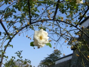 白い薔薇