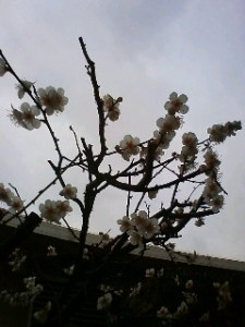 100321_132825 100321_132825