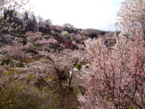 花見山 花見山<p>