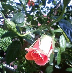 オレンジのバラも咲きました