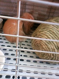 いじけた日のうさこ