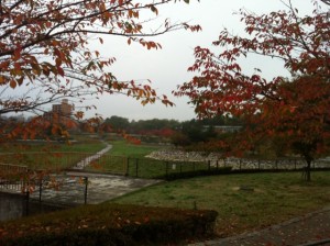 今朝の荒池公園