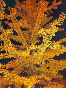 ライトアップされたイチョウ