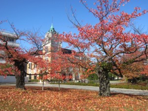 公会堂の夫婦桜